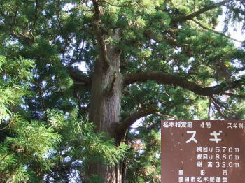 樹高33メートルの杉の巨木